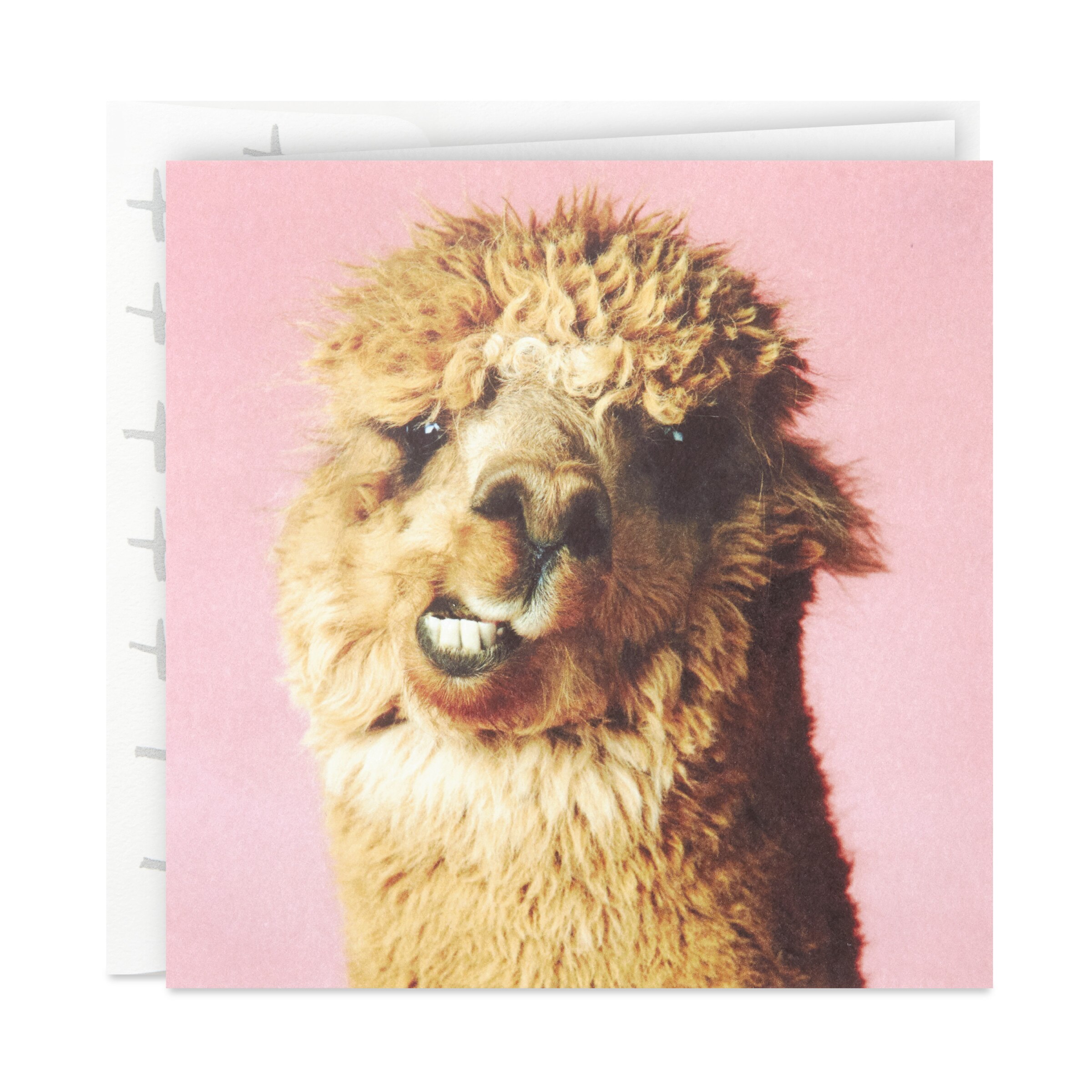 Hallmark Studio Ink Birthday Card (Alpaca) E6